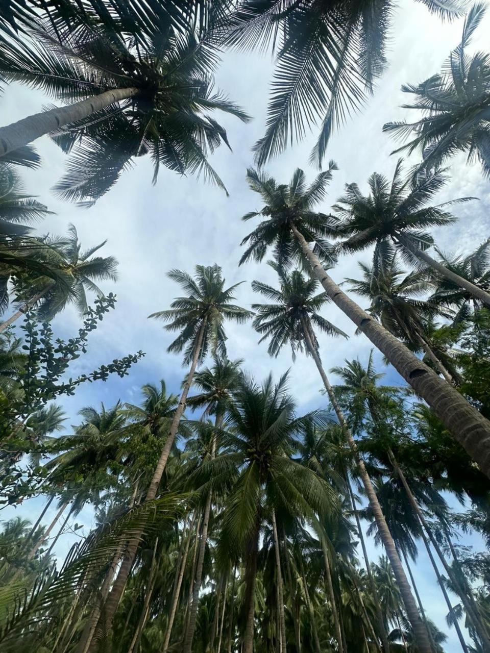 Efrena Agro Tourism Beach El Nido Eksteriør billede