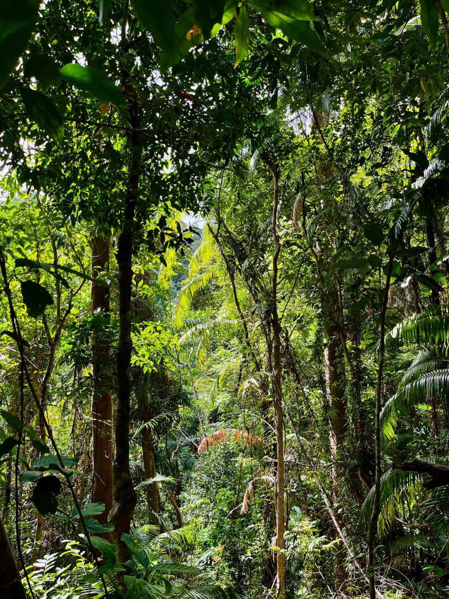 Efrena Agro Tourism Beach El Nido Eksteriør billede